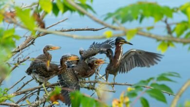 regional call analysis study